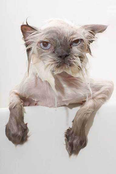 A Persian cat getting a bath